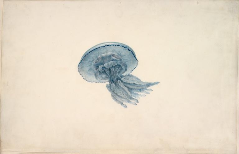 Méduse Rhizostoma octopus (Linné, 1788), Charles Alexandre Lesueur, 1804-1808