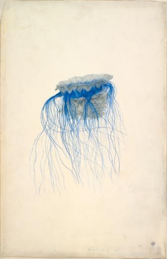 Méduse Cyanea lamarcki ( Péron et Lesueur, 1810), Charles Alexandre Lesueur, 1804-1808