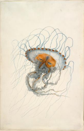 Méduse Chrysaora hysoscella (Linné, 1766)_0