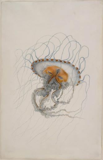 Méduse Chrysaora hysoscella (Linné, 1766)_1