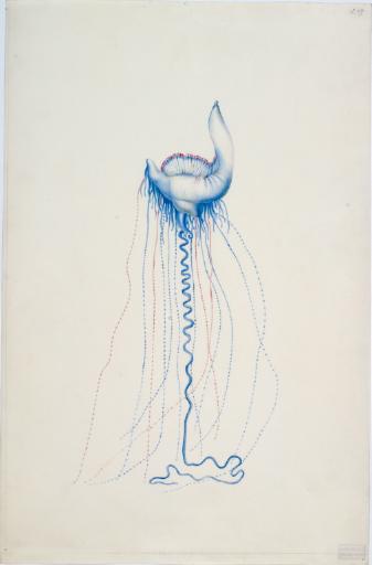 Physalie (Cnidaria siphonophora Physalia physalis), CharLes Alexandre Lesueur, 1er quart 19e siècle