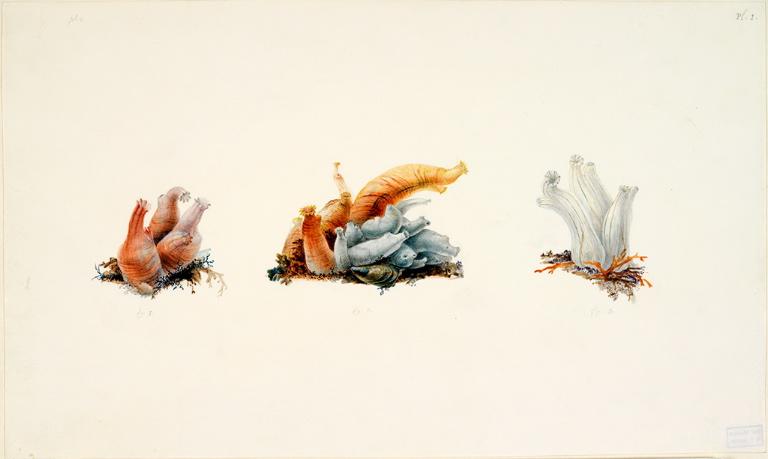 Tunicier Ciona intestinalis (Linné et Müller), Charles Alexandre Lesueur, 1804-1808