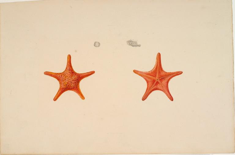 Etoile de mer Nectria ocellifera (Lamarck, 1816), Charles Alexandre Lesueur, 1ère moitié 19e siècle