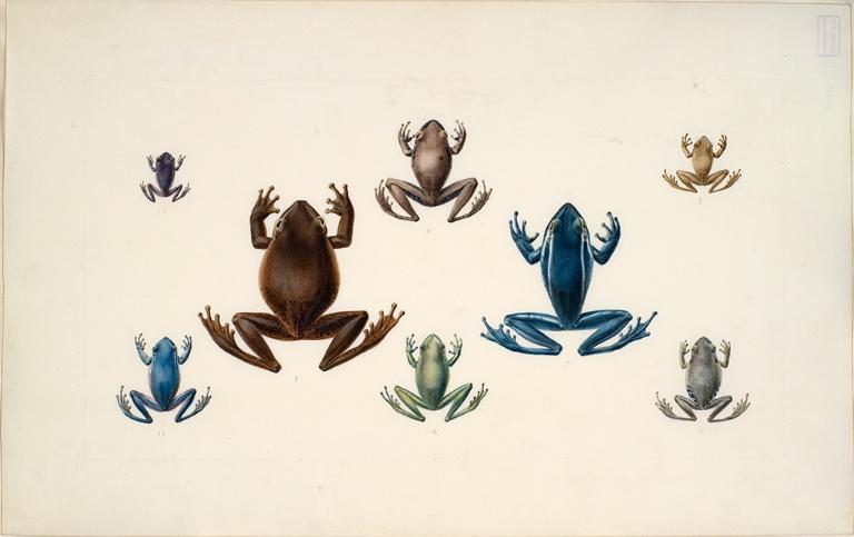 Huit rainettes, Charles Alexandre Lesueur, 1804-1808