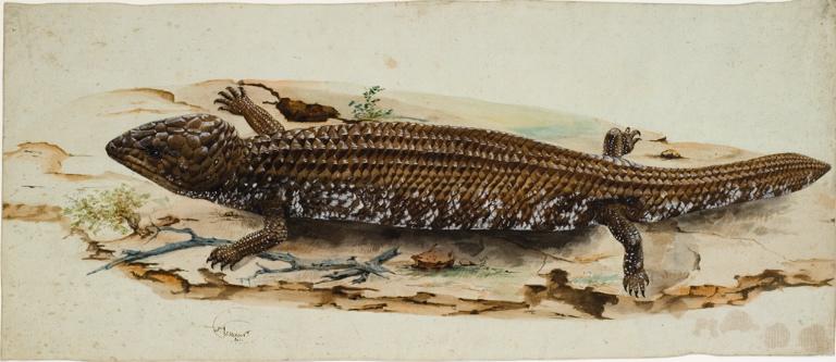 Lézard brun tacheté de blanc, Charles Alexandre Lesueur, 1800-1804