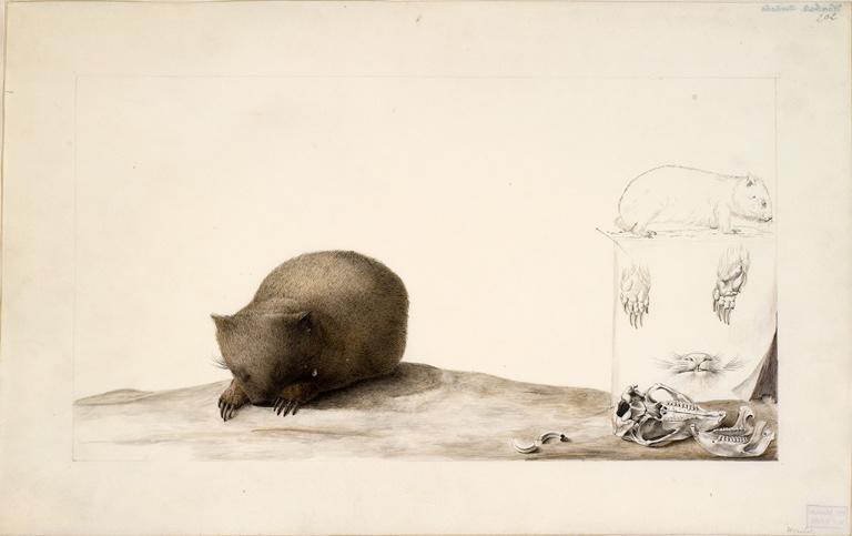 Wombat commun, Charles Alexandre Lesueur, 1804-1808