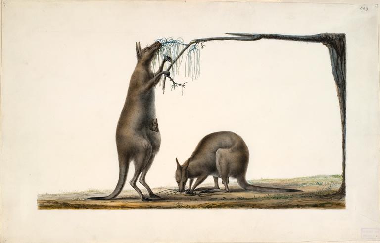 Deux kangourous et un petit dans la poche de la femelle, Charles Alexandre Lesueur, 1804-1808