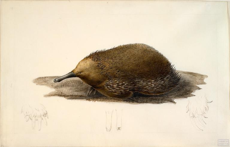 Echidné de Tasmanie, Charles Alexandre Lesueur, 1804-1808