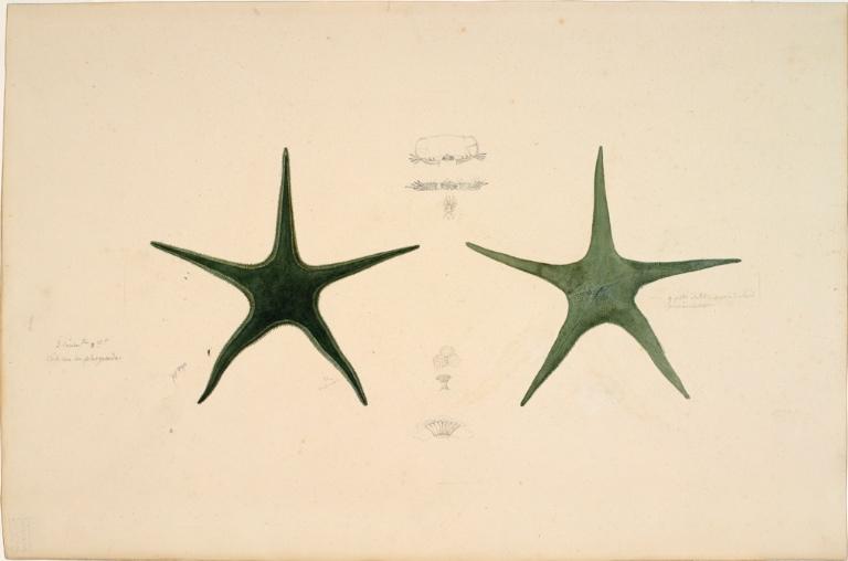 Etoile de mer - Tethyaster sp ?, famille des Astropectinidae, Charles Alexandre Lesueur, 1ère moitié 19e siècle