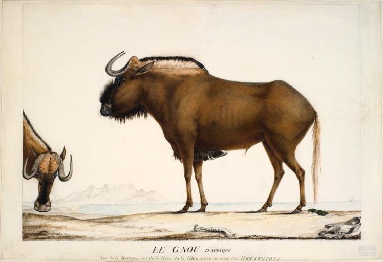 Le gnou d'Afrique - Vue de la montagne et de la baie de la Table prise du camp des Hottentots, Charles Alexandre Lesueur, 1804-1808