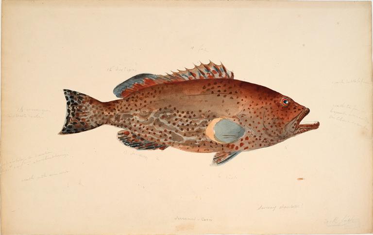 Poisson marin Mycteroperca venenosa (Linné, 1758), Charles Alexandre Lesueur, 1816-1837