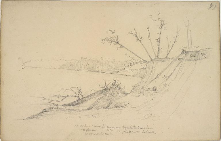 Arbre renversé avec un squelette dans ses racines - os perçant le bank - Bone Bank_0