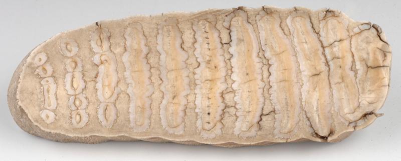 Dent (éléphant)_0