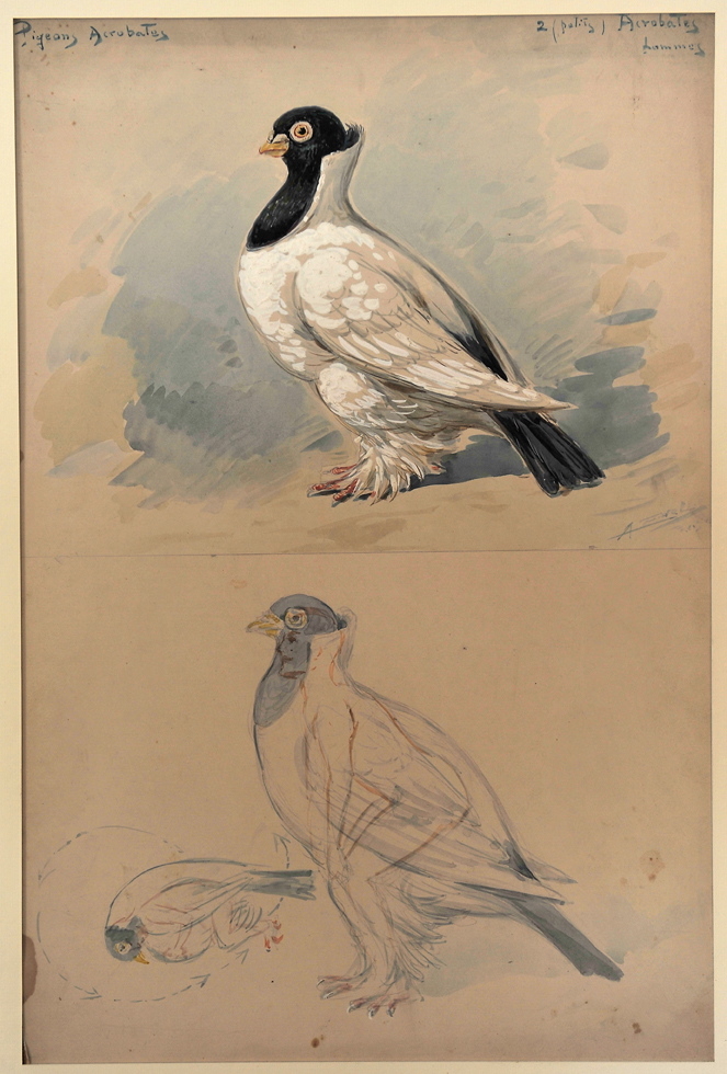 Pigeons acrobates, Alfredo Edel, 1908 achevé en