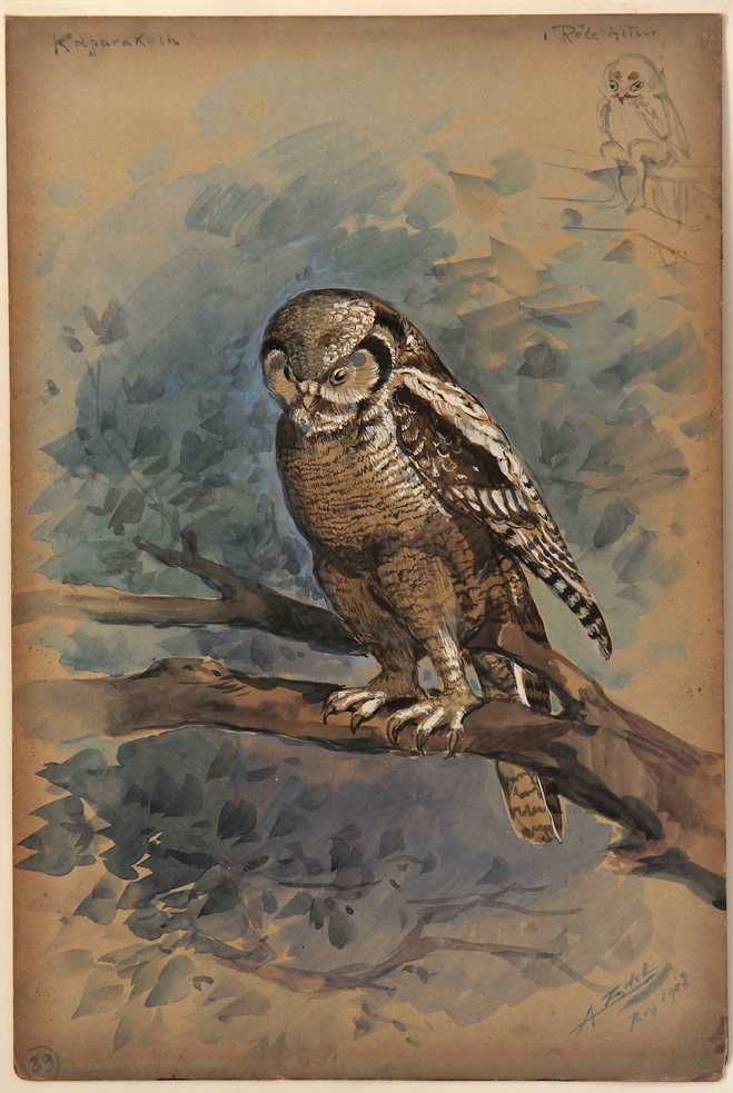 Nocture Hibou Kaparakoch, Alfredo Edel, 1908 achevé en