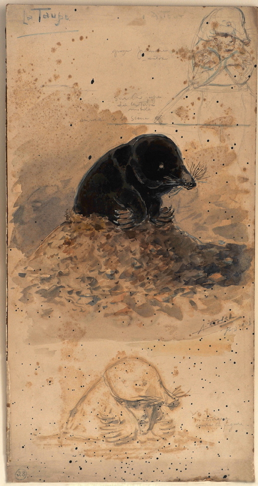 La Taupe, Alfredo Edel, 1908 achevé en