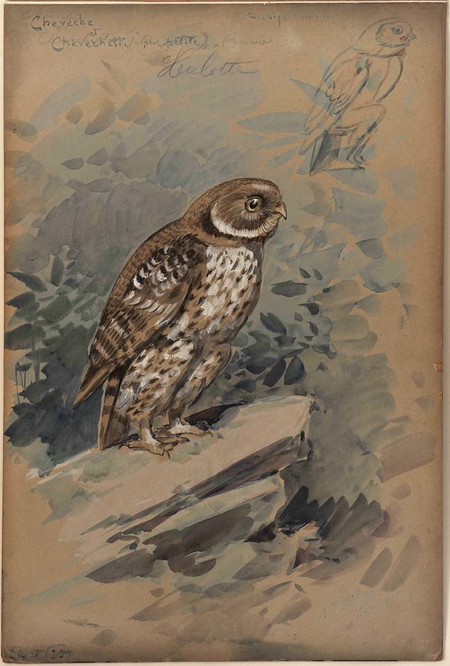 Nocture Hulotte Cheveche, Alfredo Edel, 1908 achevé en