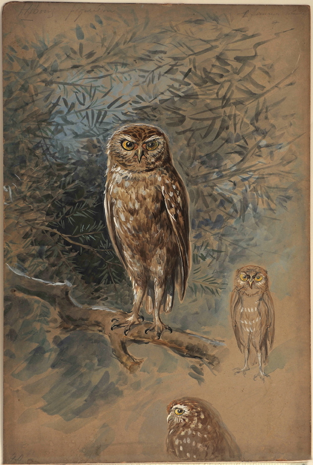 Nocture Hibous figuration, Alfredo Edel, 1908 achevé en