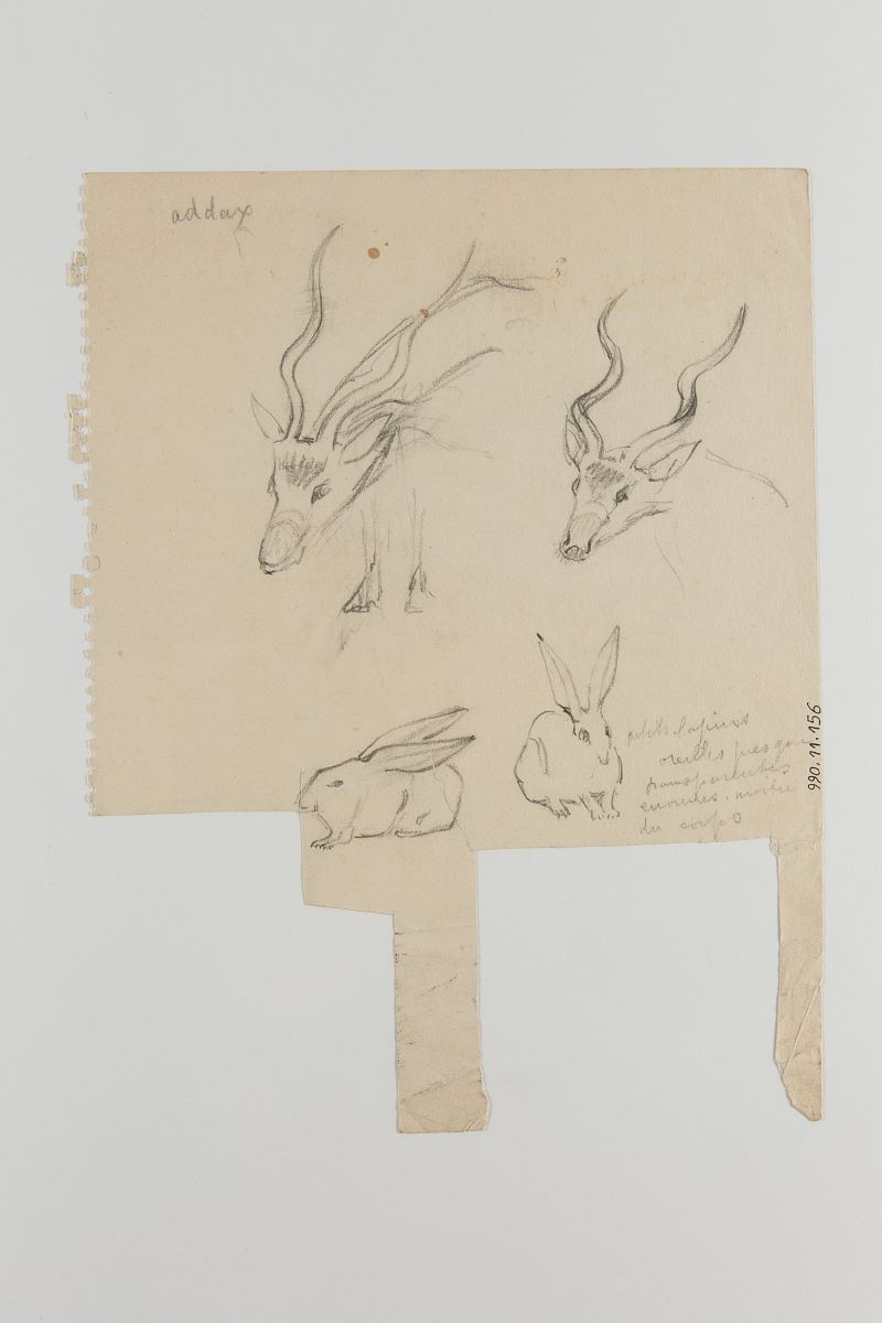 Croquis d'étude sur des addax et lapins (titre factice), Marcelle Baud, 20e siècle