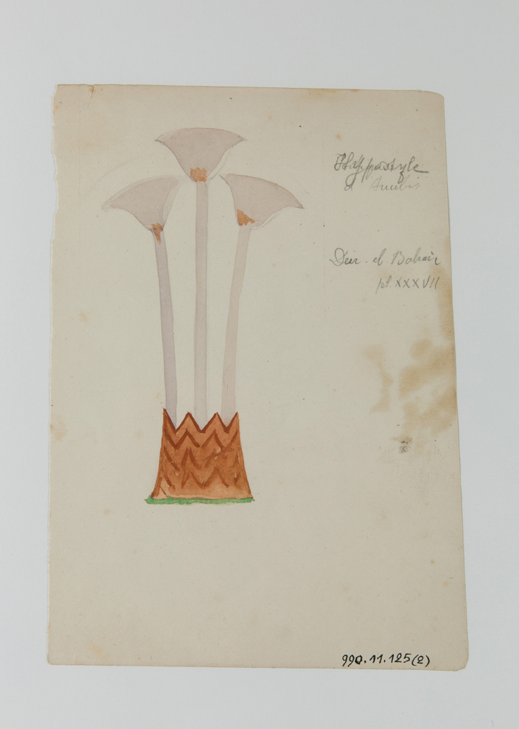 Hiéroglyphe du papyrus (titre factice)_0