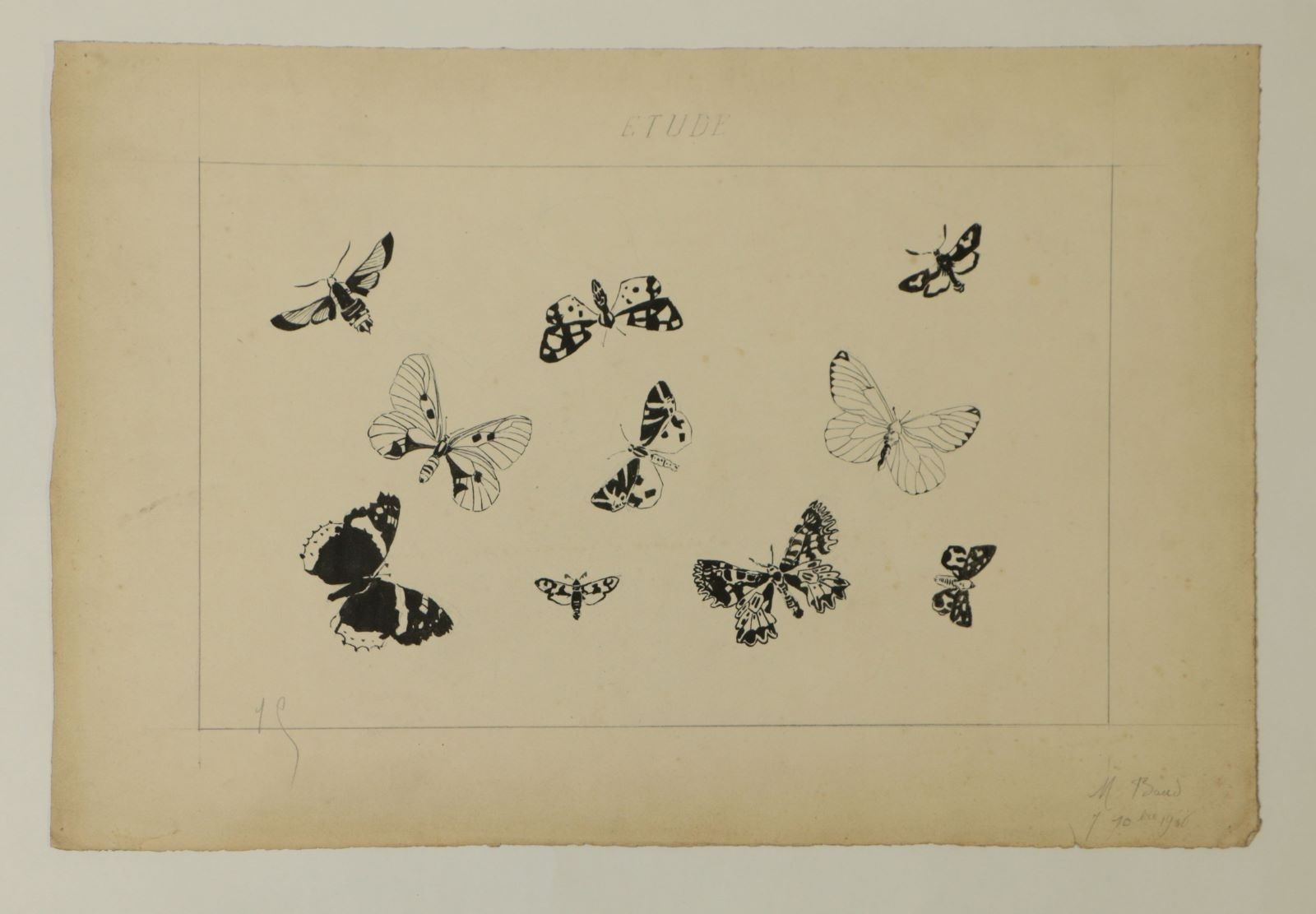 Etude de papillons (titre factice), Marcelle Baud, 1906