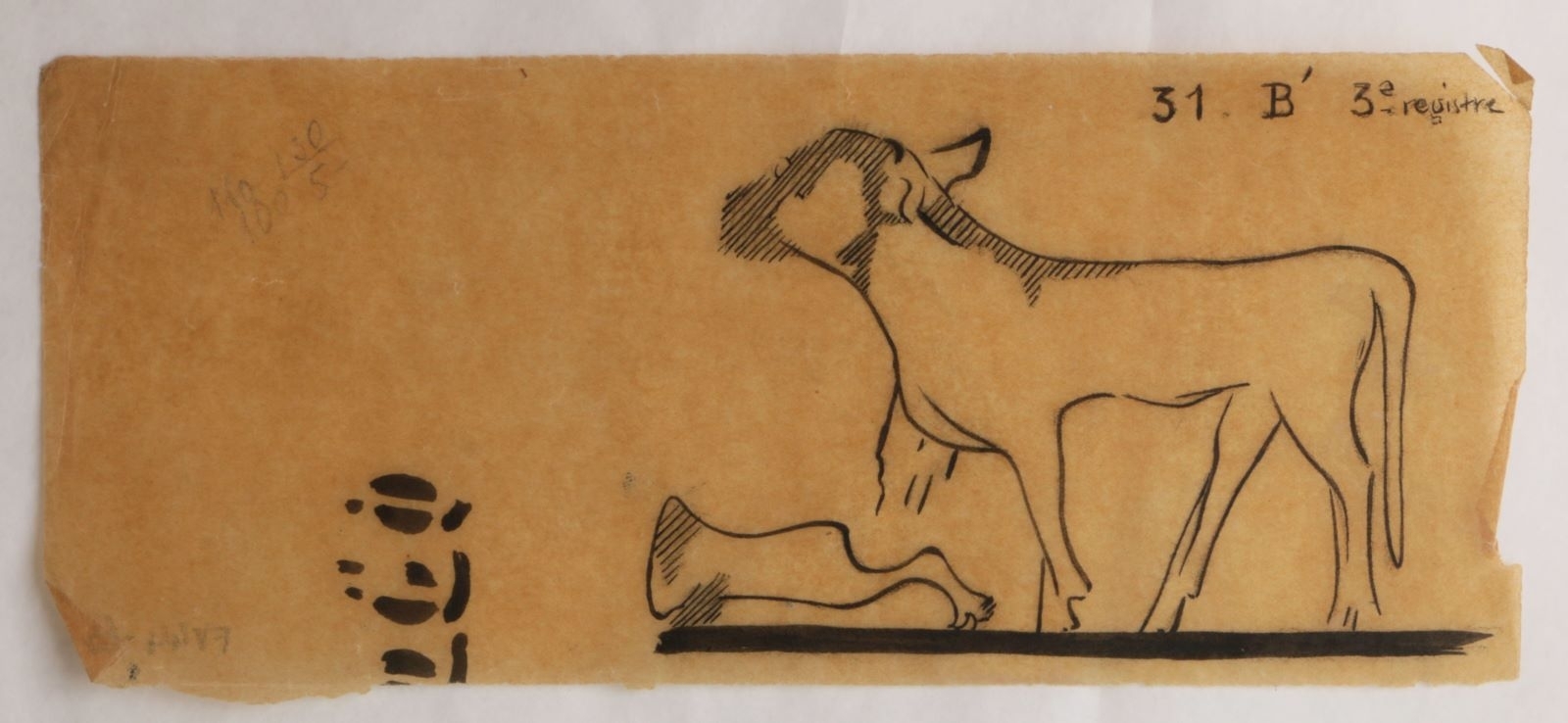 Veau mutilé (titre factice), Marcelle Baud, 20e siècle
