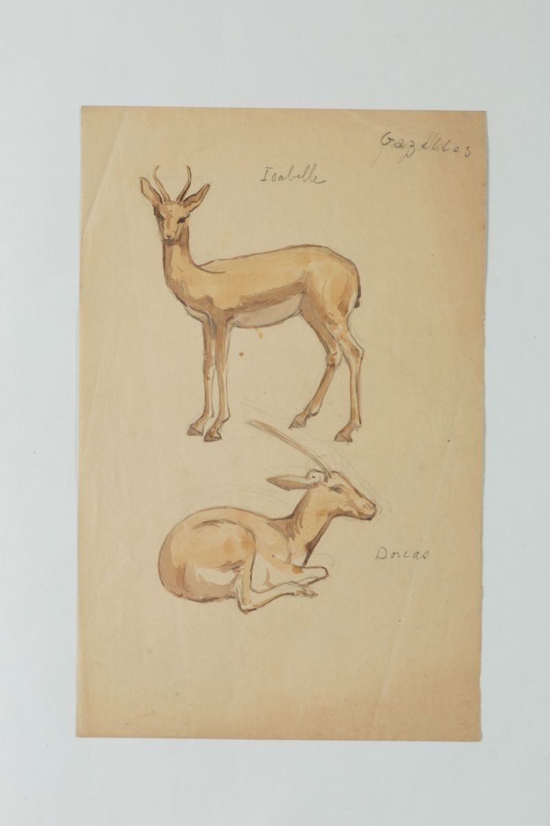 Gazelles Isabelle et Dorcas (titre manuscrit), Marcelle Baud, 20e siècle