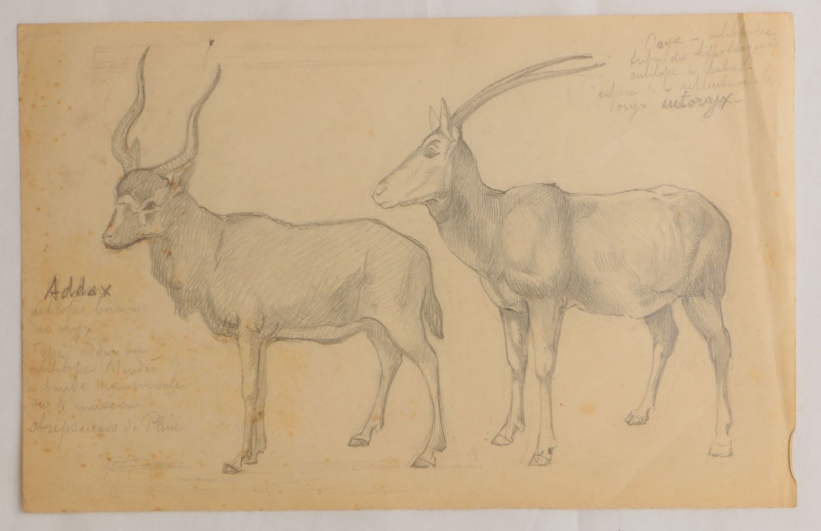 Addax et Oryx (titre factice)_0
