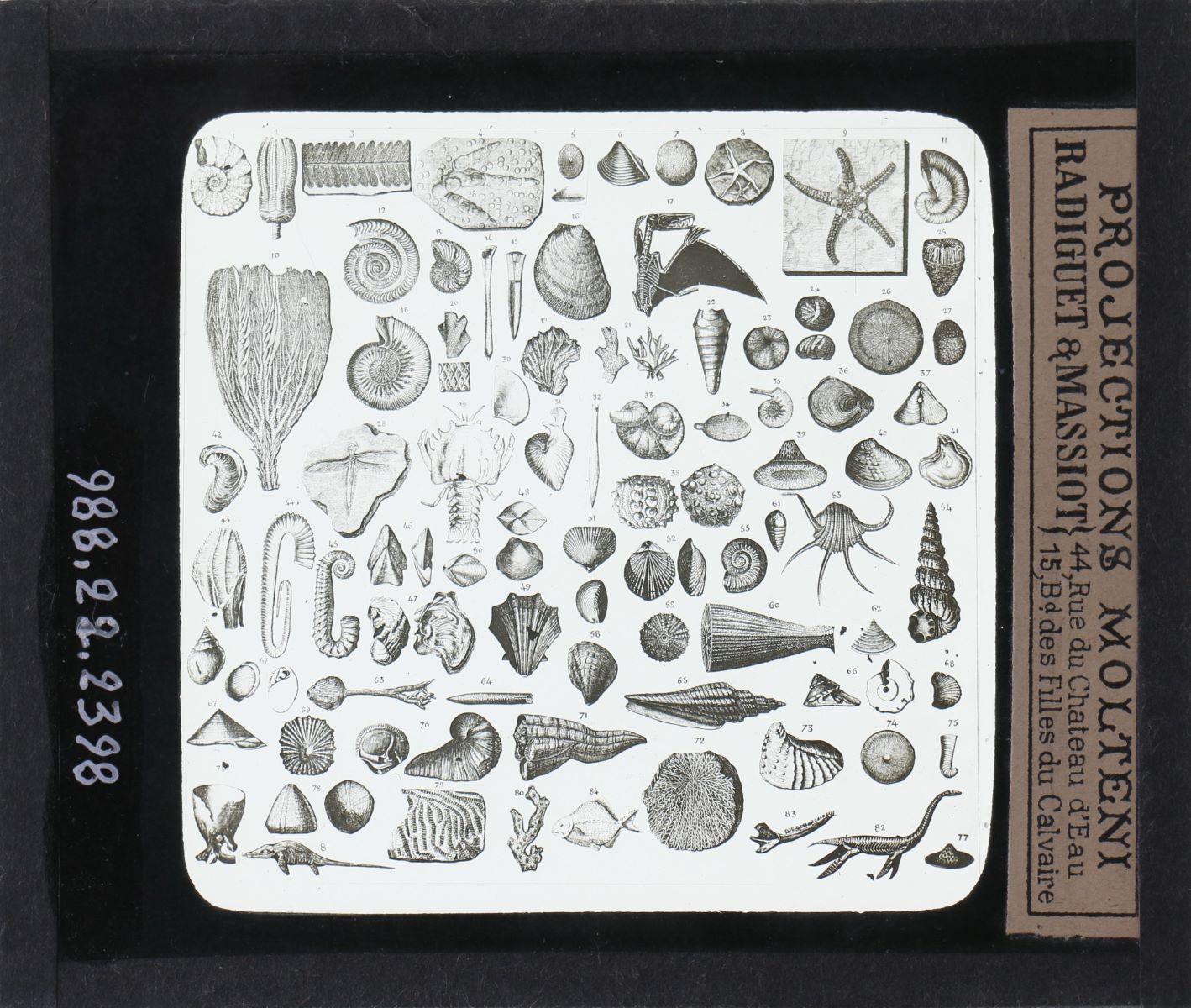 Tableau des principaux fossiles de l'époque secondaire (titre inscrit)_0
