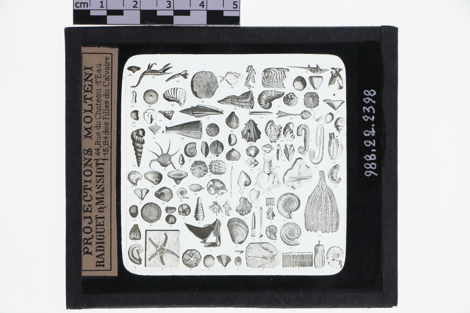 Tableau des principaux fossiles de l'époque secondaire (titre inscrit)_1