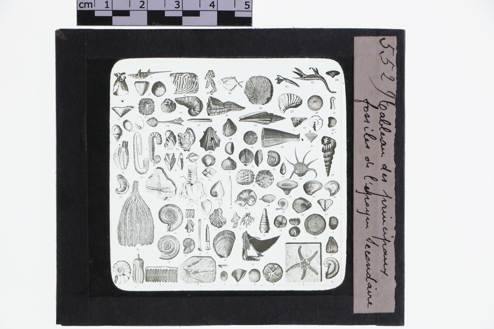 Tableau des principaux fossiles de l'époque secondaire (titre inscrit)_2