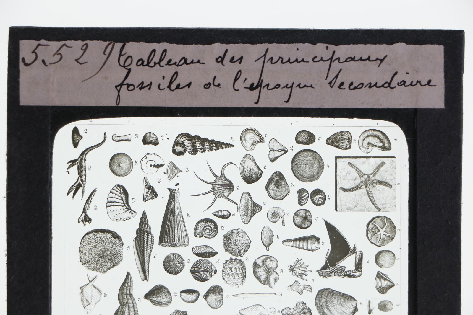Tableau des principaux fossiles de l'époque secondaire (titre inscrit)_3