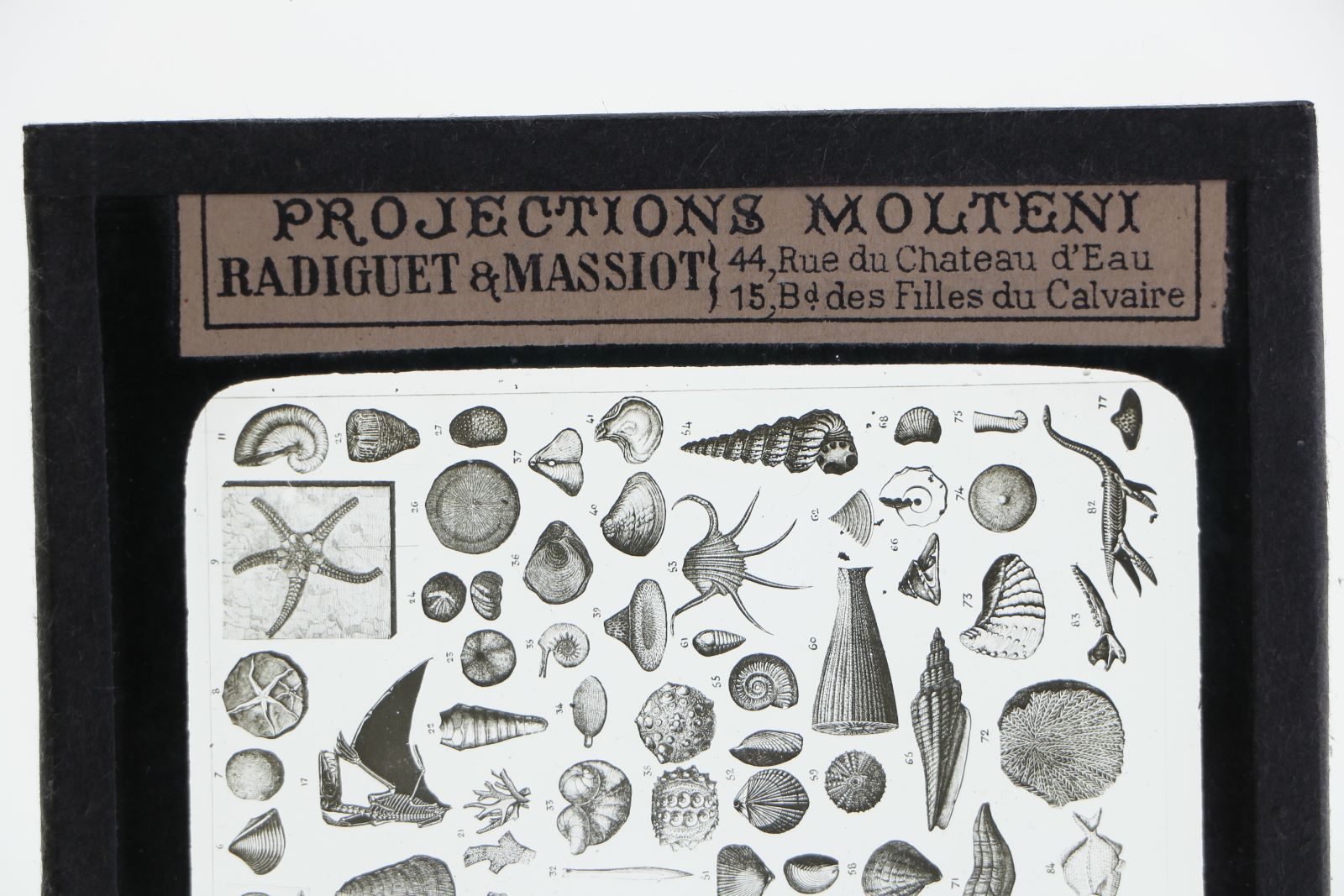 Tableau des principaux fossiles de l'époque secondaire (titre inscrit)_4