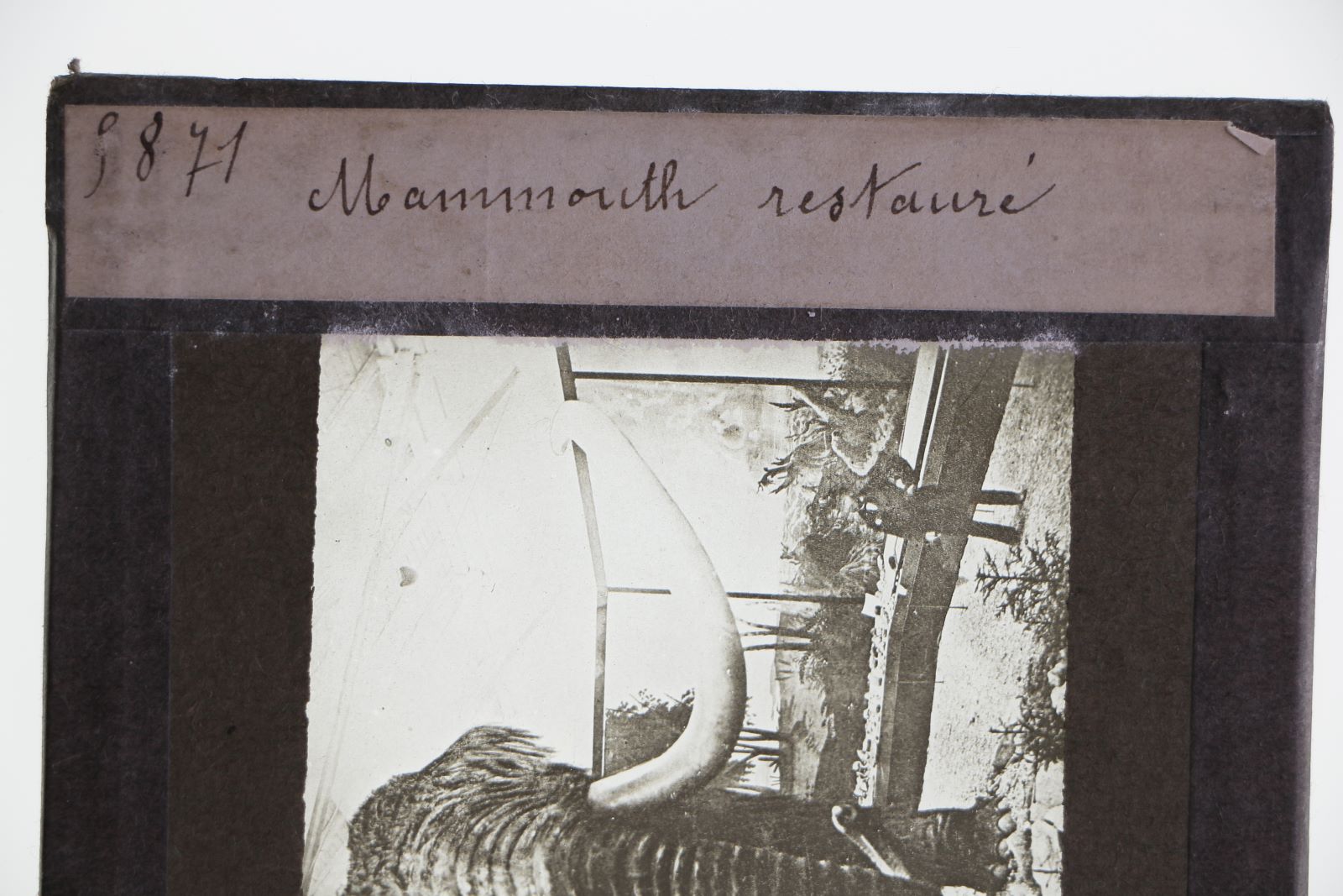 Mammouth restauré (titre inscrit)_3