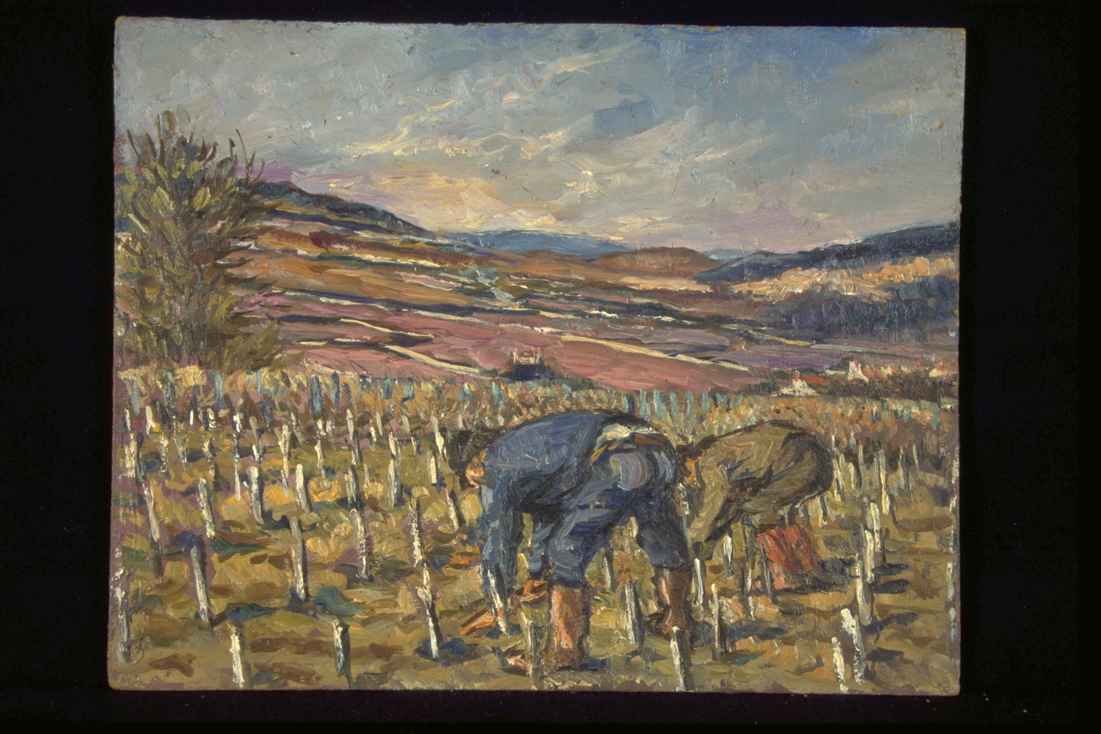 Hiver travaux, plantation, bourrage à Ladoix (titre inscrit, au verso)_0