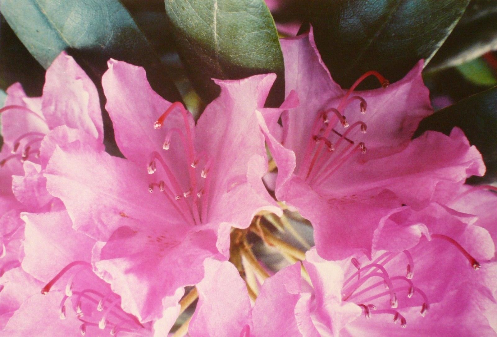 Le rhododendron, Georges Stevignon, 1983