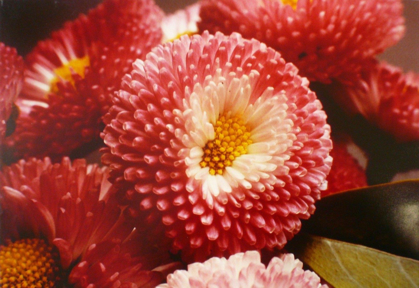 Les marguerites (Dalhia) pompon_0