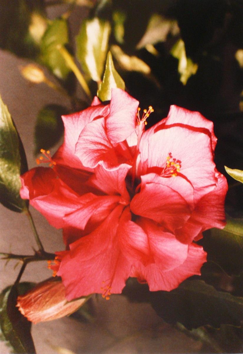 L'Hibiscus, Georges Stevignon, 1983