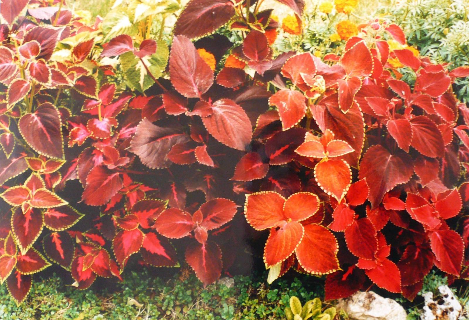 Les Coleus, Georges Stevignon, 1983