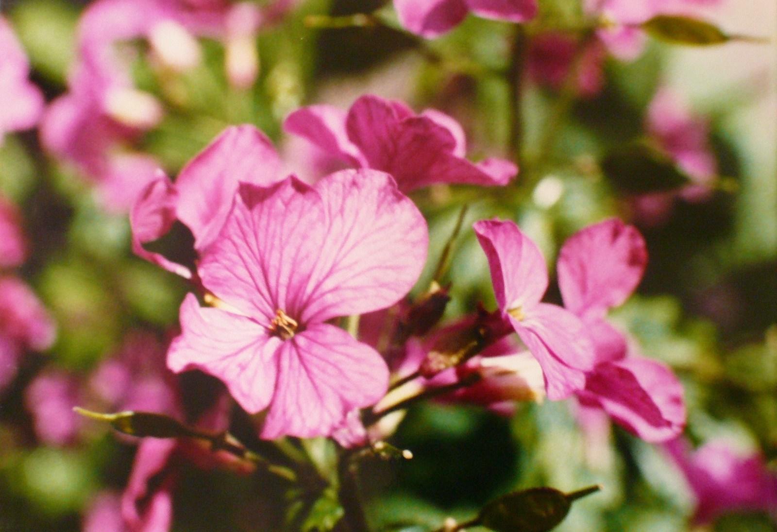 Fleurs de monnaie du pape, Georges Stevignon, 1983
