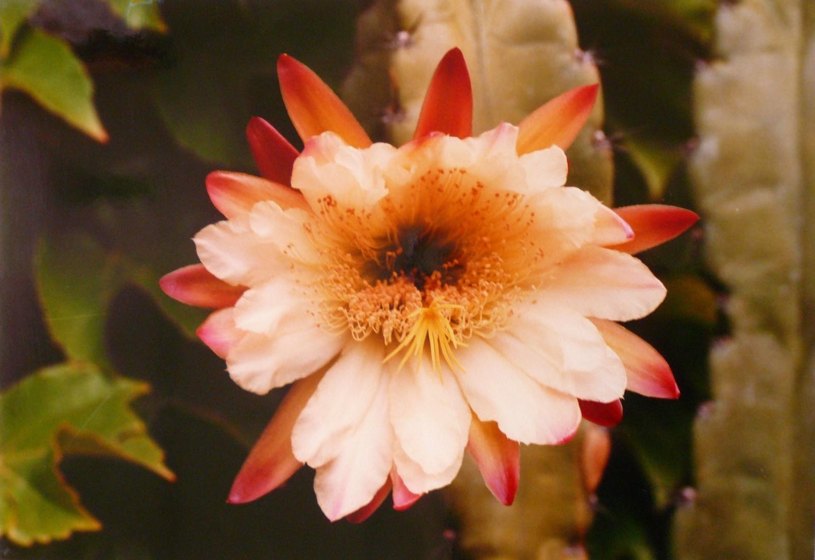 La fleur de cactus, Georges Stevignon, 1983