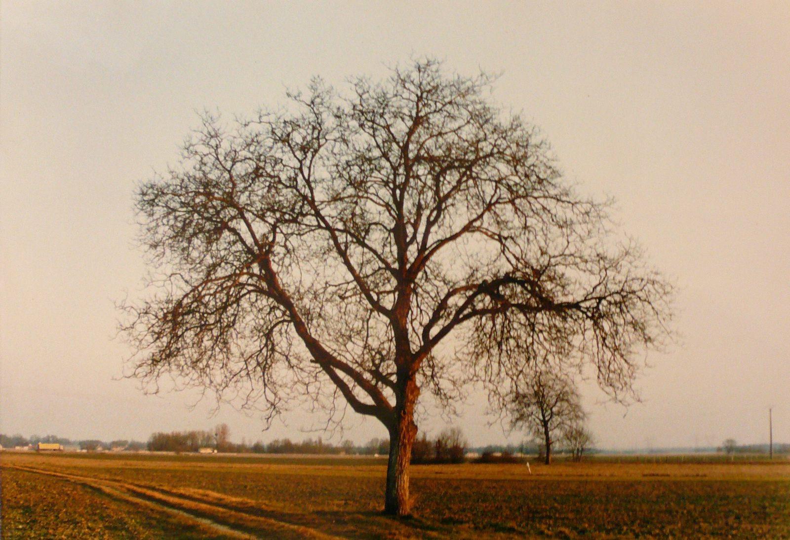 Un arbre dans la plaine, Georges Stevignon