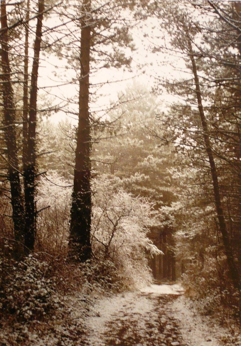 Sous-bois enneigé, Georges Stevignon