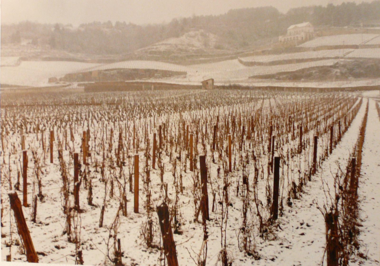 Vigne enneigée sous le Château gris, Georges Stevignon