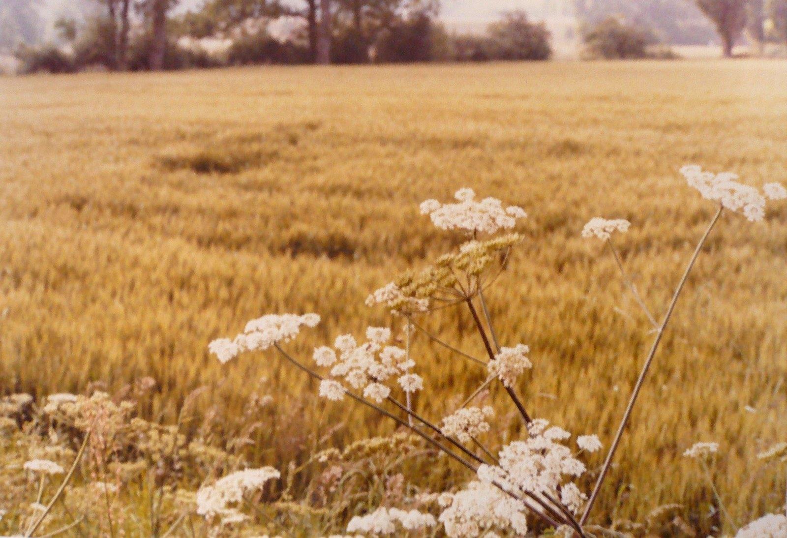 Ombelles au bord du champ, Georges Stevignon
