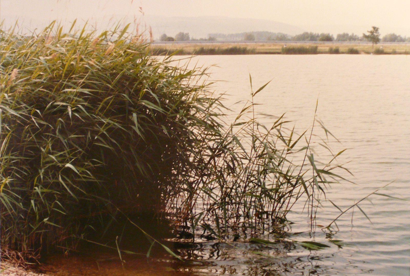 Roseaux au bord de l'étang_0