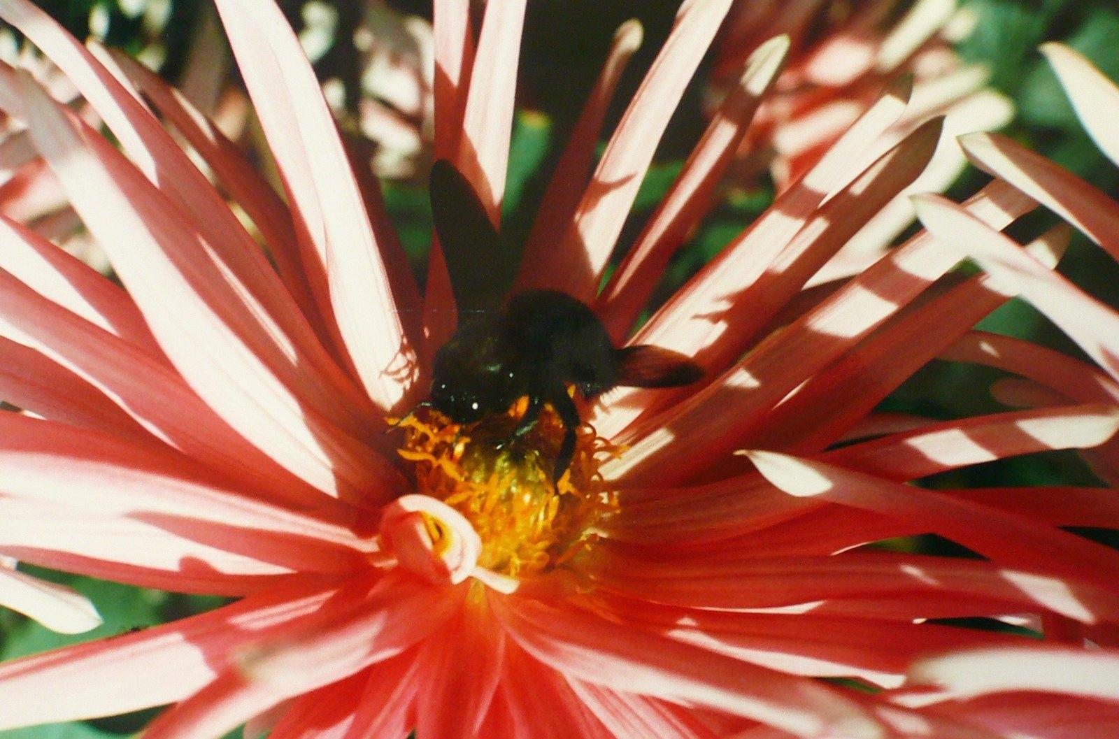 Mouche au coeur du dahlia, Georges Stevignon