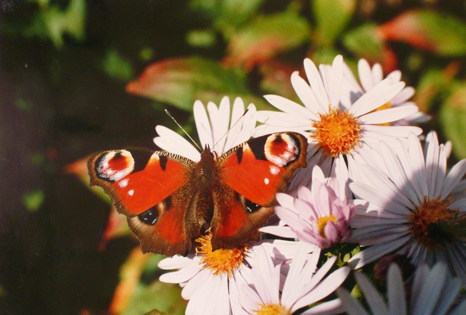 Papillon sur les chrysanthèmes_0