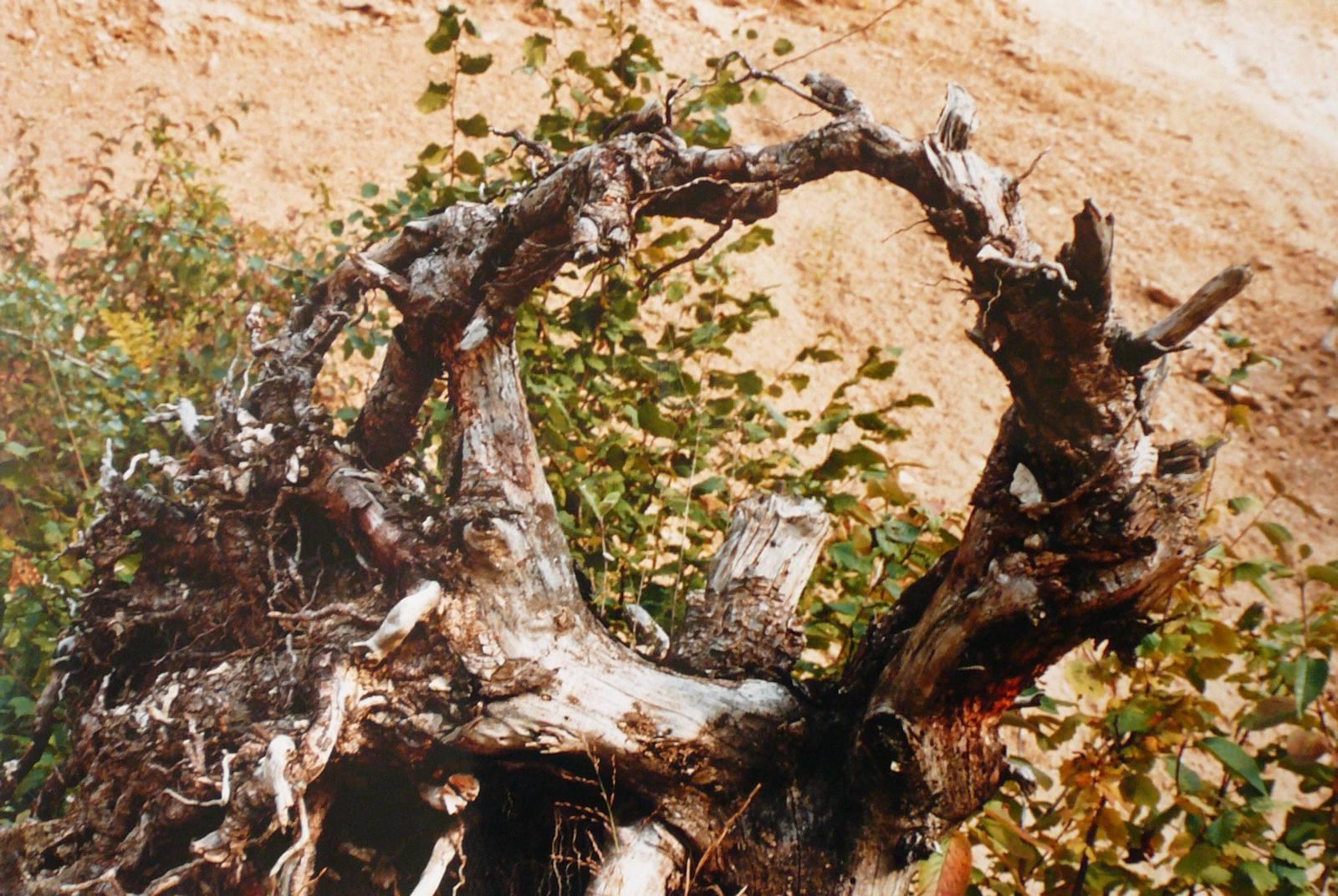 La souche, Georges Stevignon