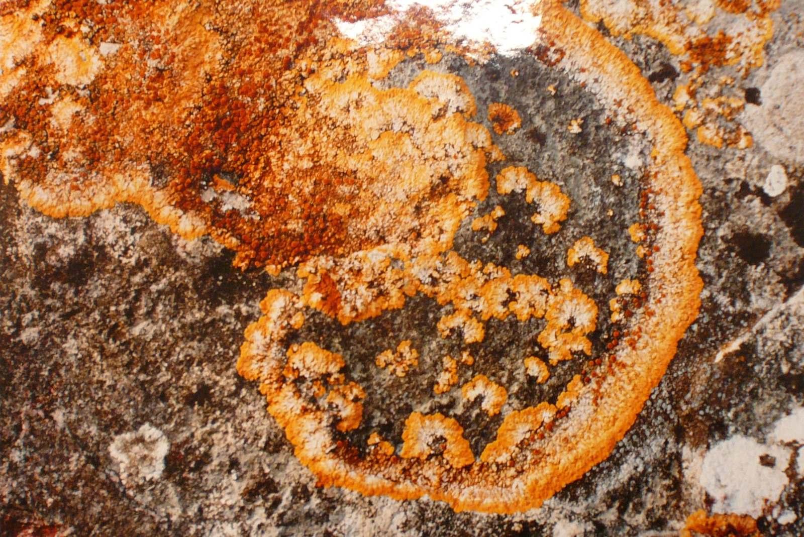 Lichens, Georges Stevignon